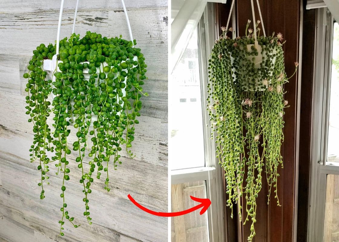 7 Proven Tricks to Make Your String of Pearls Flower