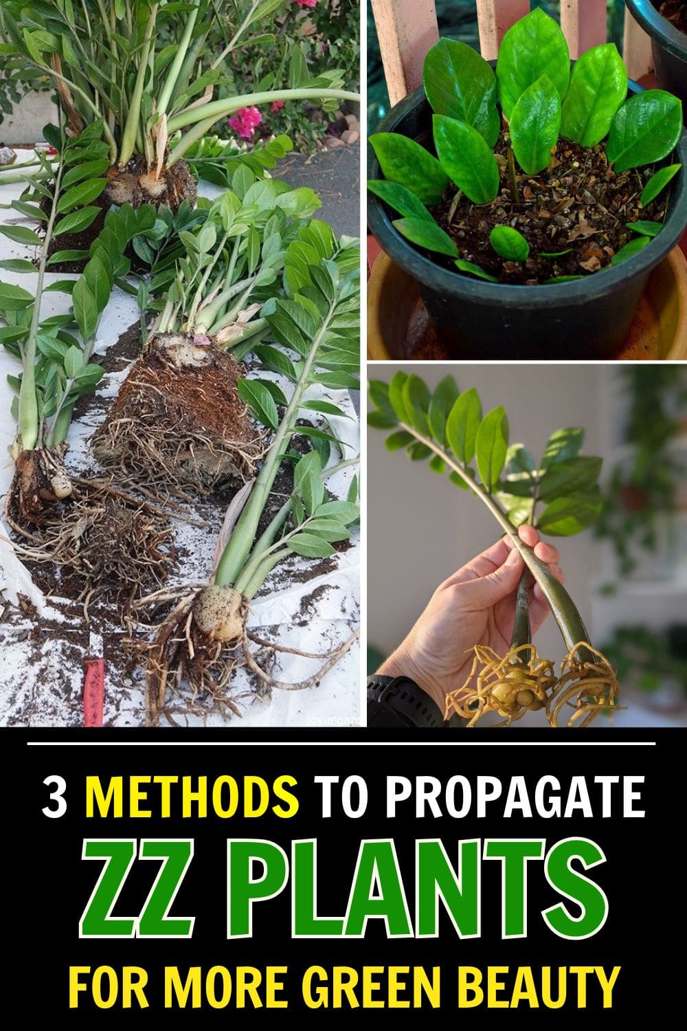 3 Easy Methods to Propagate ZZ Plants for More Green Beauty