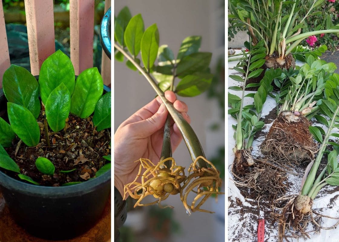 3 Easy Methods to Propagate ZZ Plants for More Green Beauty