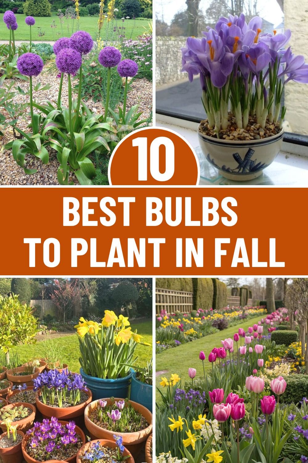 10 Best Bulbs You Can Plant in Fall