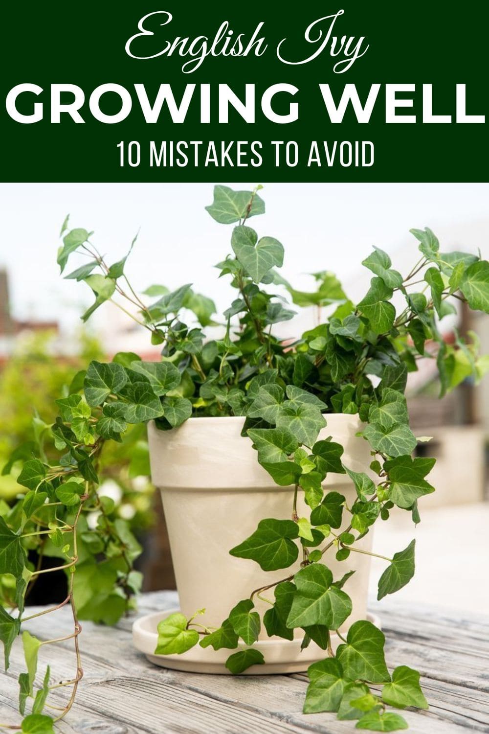 10 Mistakes to Avoid When Growing English Ivy Indoors