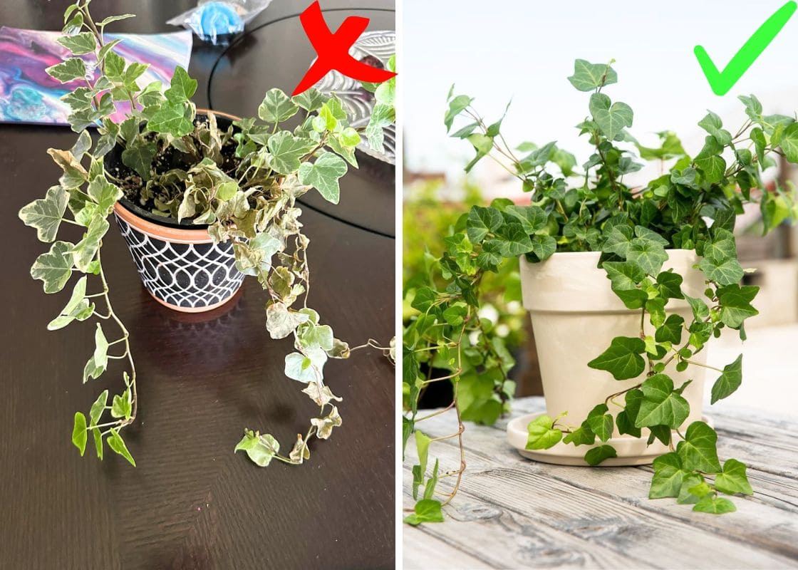 10 Mistakes to Avoid When Growing English Ivy Indoors