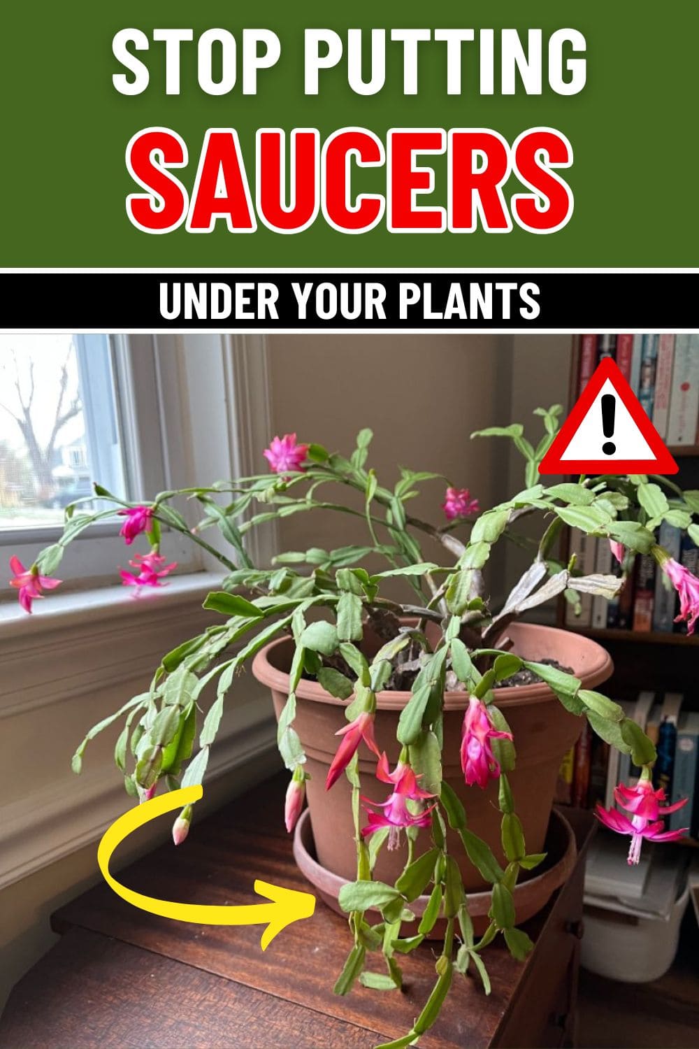 Stop Putting Saucers Under Your Planters. Here’s Why
