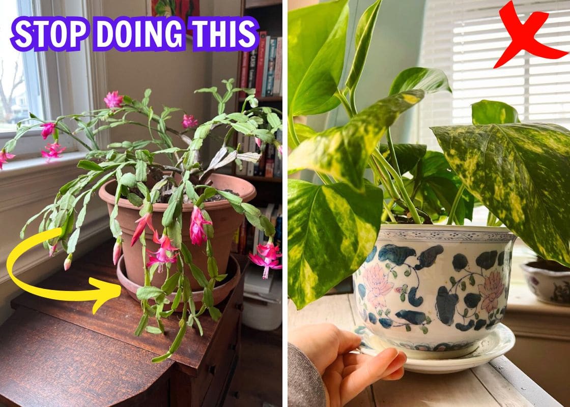 Stop Putting Saucers Under Your Planters. Here’s Why Stop Putting Saucers Under Your Planters. Here’s Why