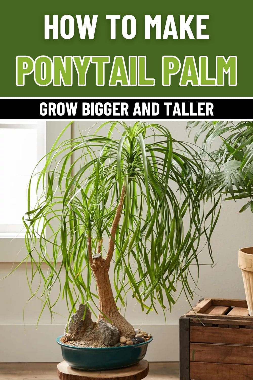 How to Make Your Ponytail Palm Grow Bigger and Taller