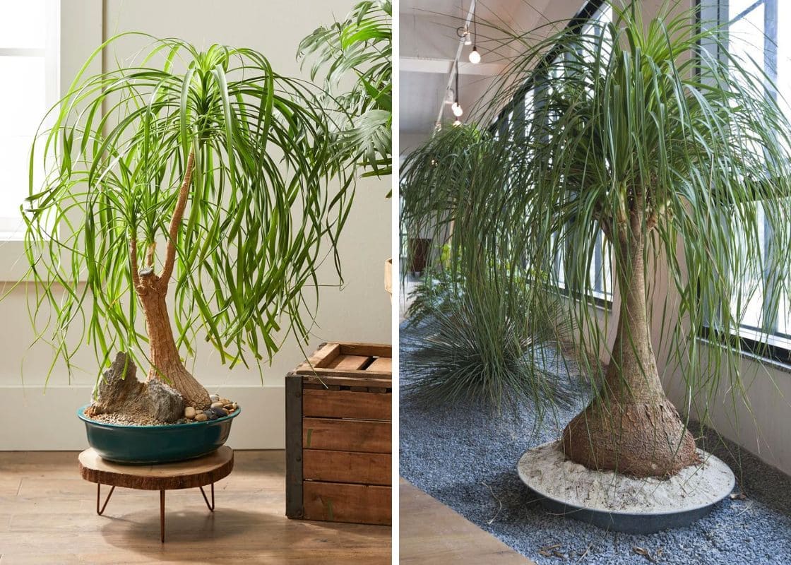 How to Make Your Ponytail Palm Grow Bigger and Taller How to Make Your Ponytail Palm Grow Bigger and Taller