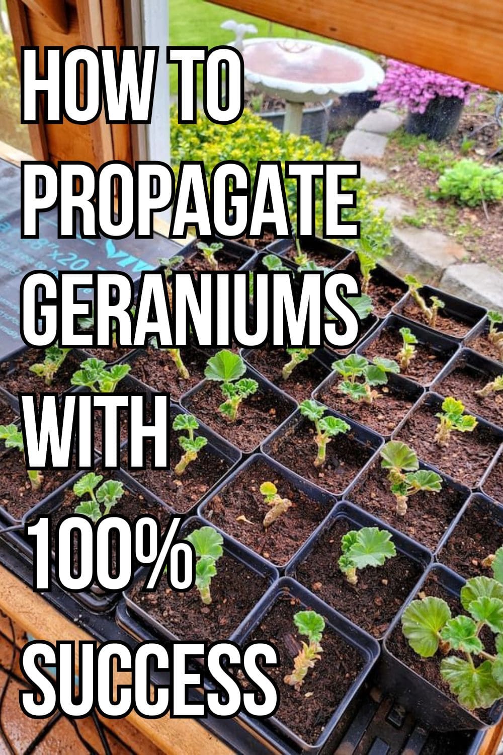 How to Propagate Geranium With 100% Success