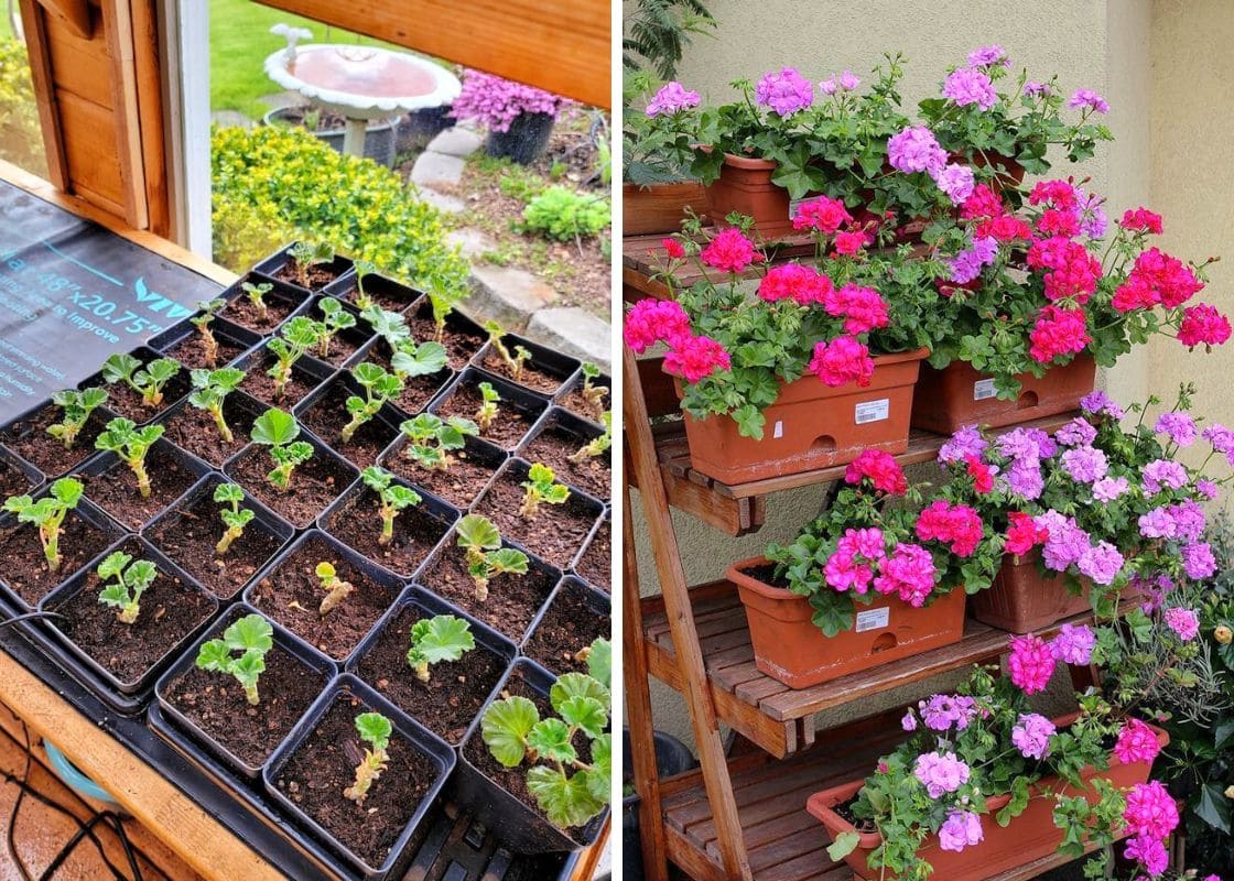 How to Propagate Geranium With 100% Success How to Propagate Geranium With 100% Success