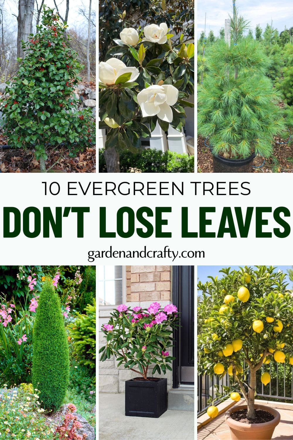 10 Evergreen Trees That Don’t Lose Their Leaves