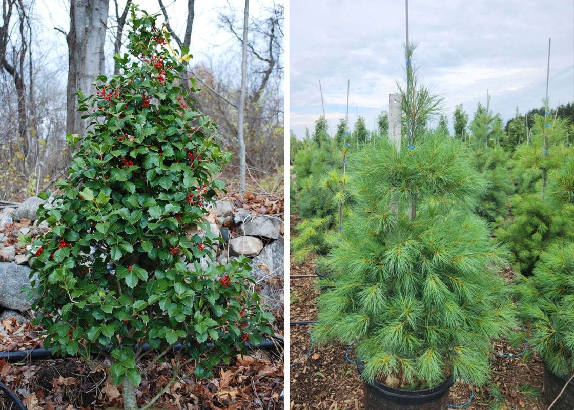 10 Evergreen Trees That Don’t Lose Their Leaves 10 Evergreen Trees That Don’t Lose Their Leaves