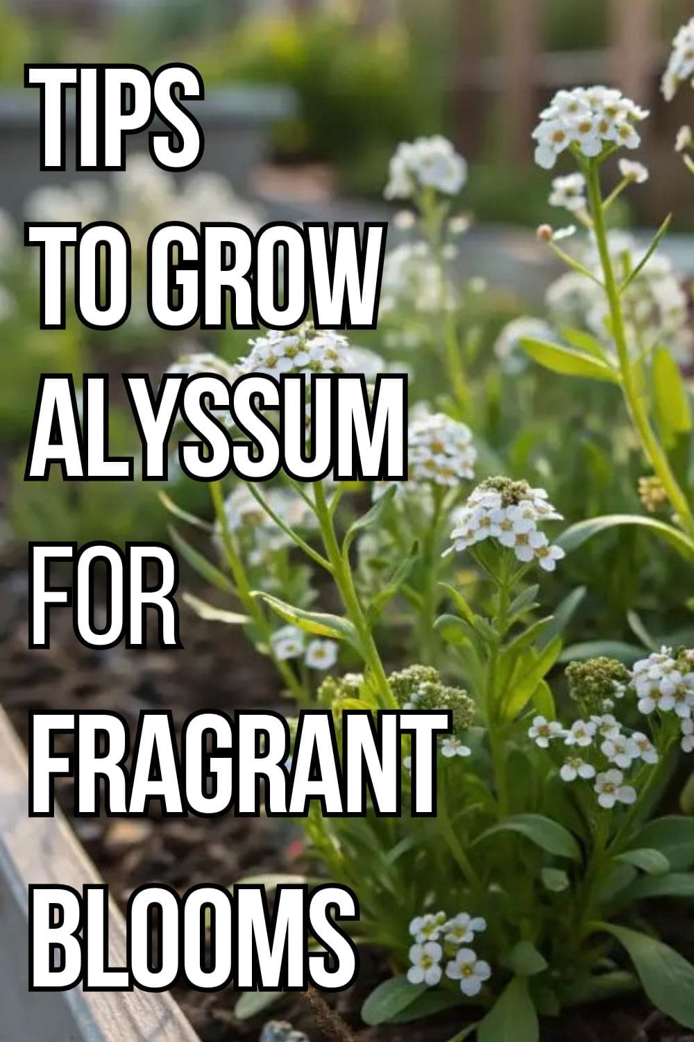 Tips to Grow Alyssum for Lush, Fragrant Blooms