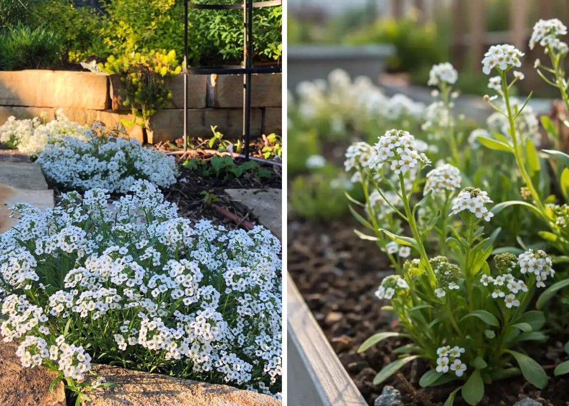 Tips to Grow Alyssum for Lush, Fragrant Blooms Tips to Grow Alyssum for Lush, Fragrant Blooms