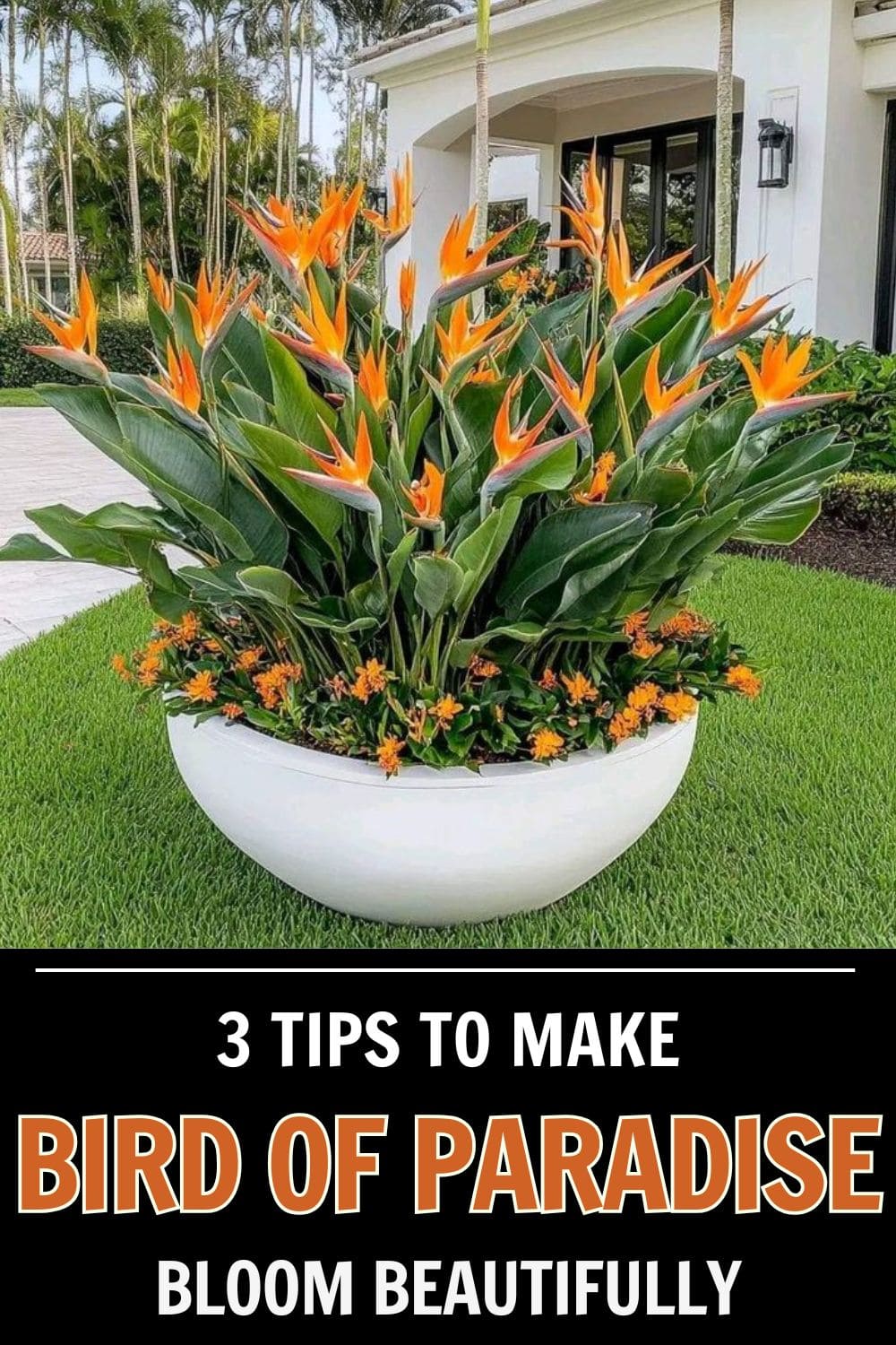 No Blooms on Bird of Paradise? These 3 Tricks May Help