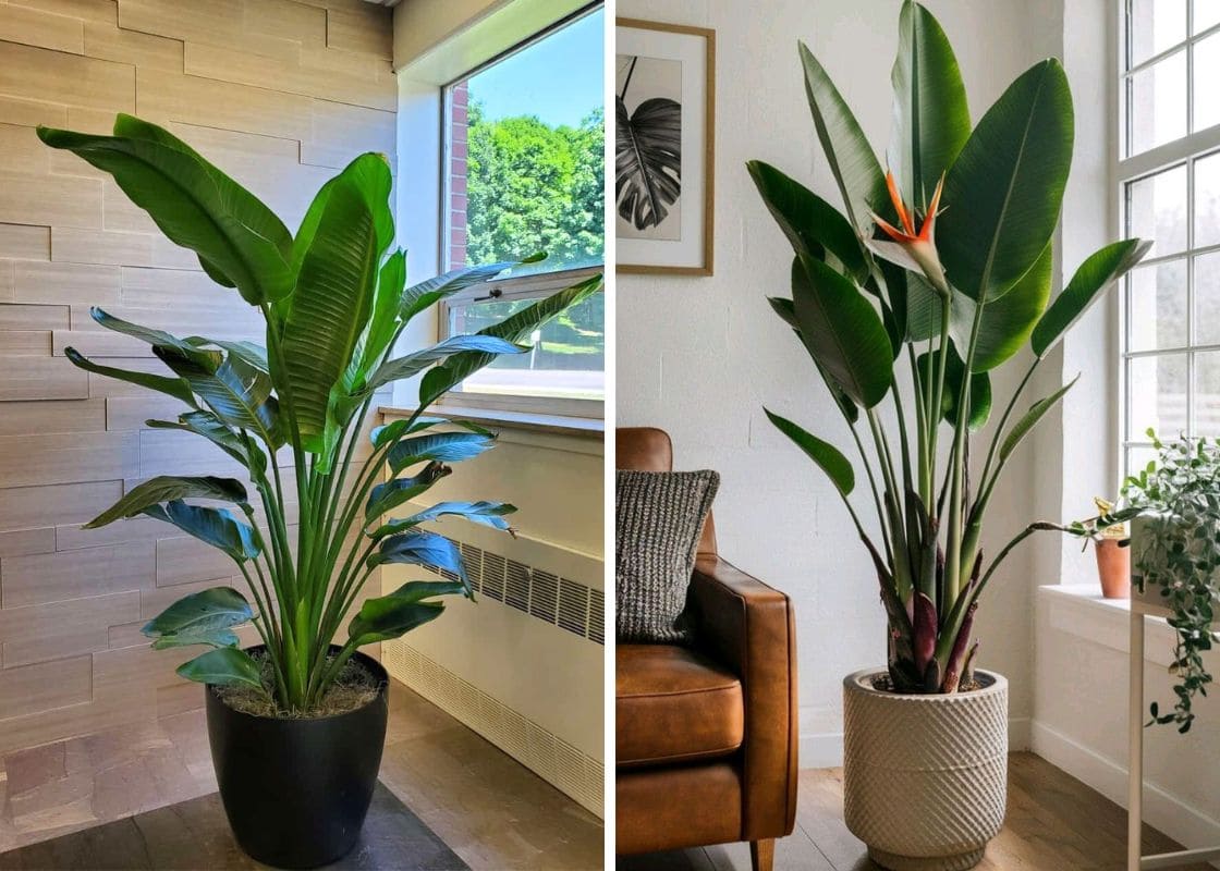 No Blooms on Bird of Paradise? These 3 Tricks May Help No Blooms on Bird of Paradise? These 3 Tricks May Help