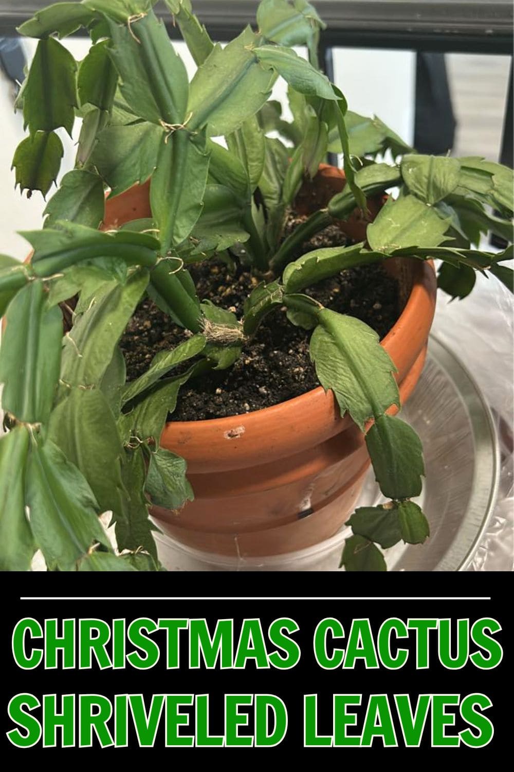 Shriveled Christmas Cactus Leaves? Here’s What’s Going On and How to Fix It