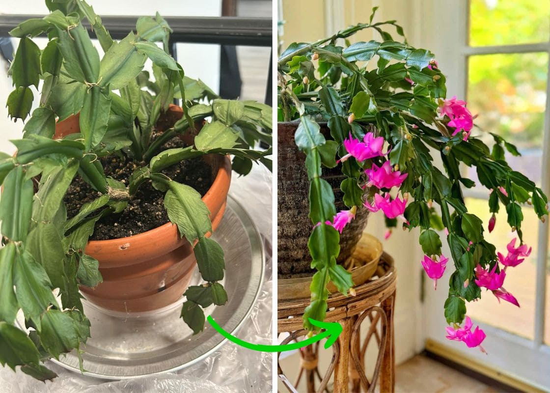 Shriveled Christmas Cactus Leaves? Here’s What’s Going On and How to Fix It