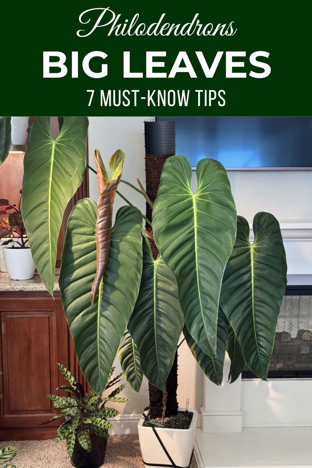 7 Tips to Grow Philodendrons with the Biggest Leaves