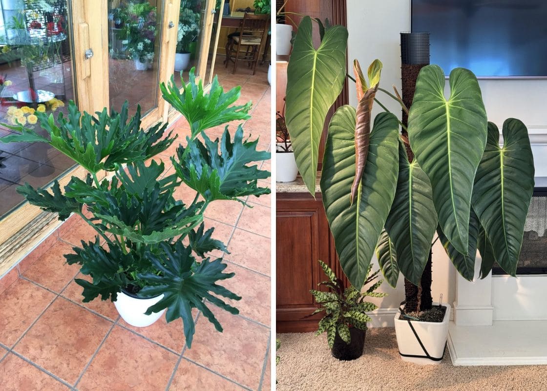 7 Tips to Grow Philodendrons with the Biggest Leaves