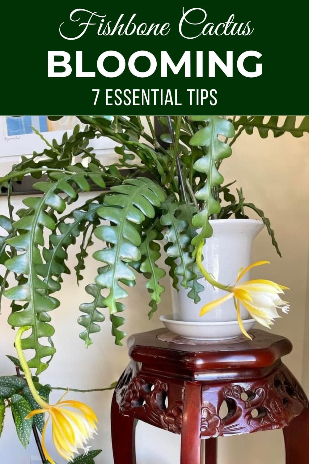 7 Tips to Get Your Fishbone Cactus to Bloom