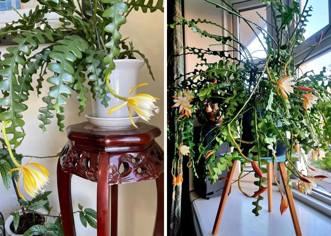 7 Tips to Get Your Fishbone Cactus to Bloom