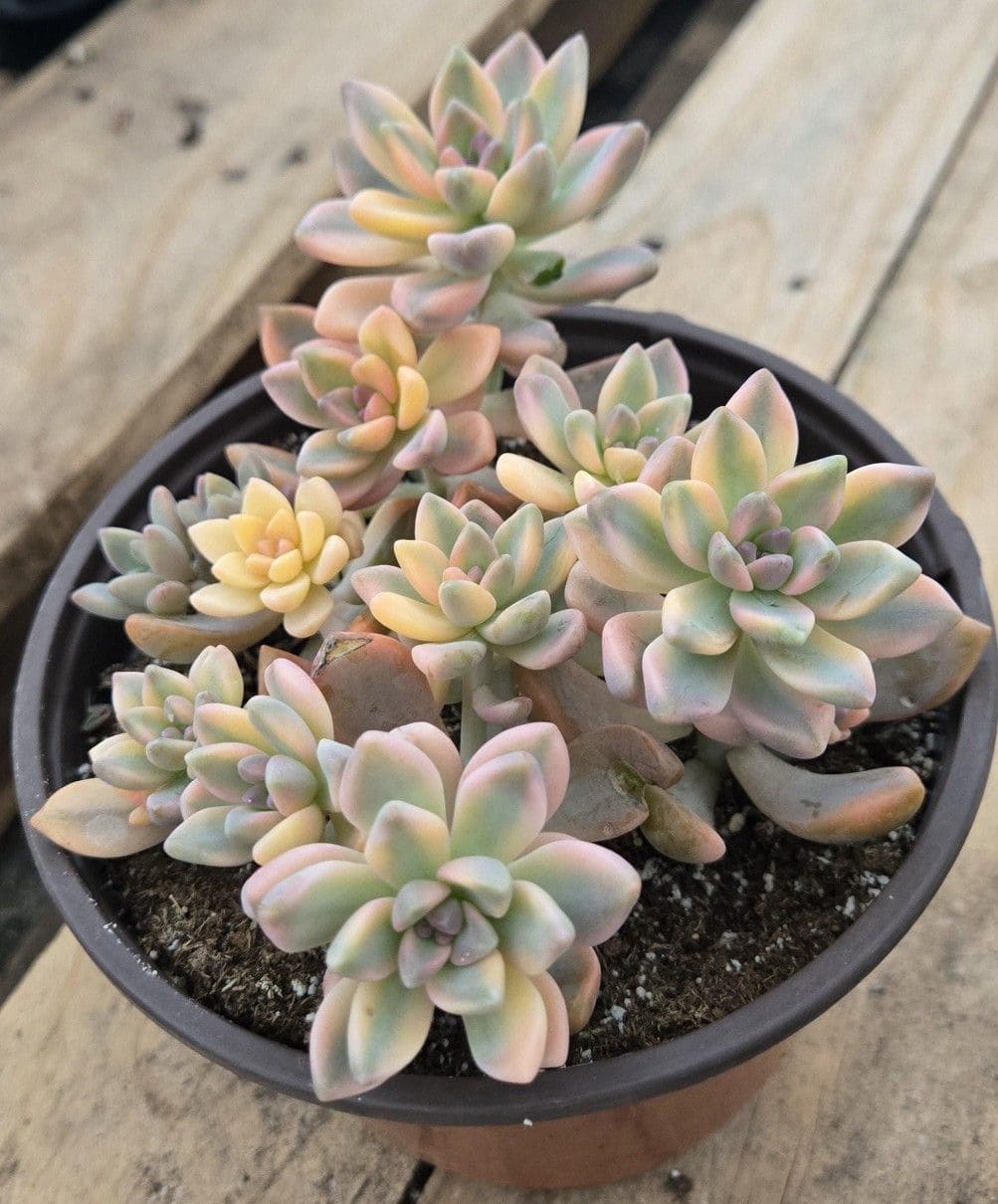 10 Best Plants That Grow Well with Snake Plants