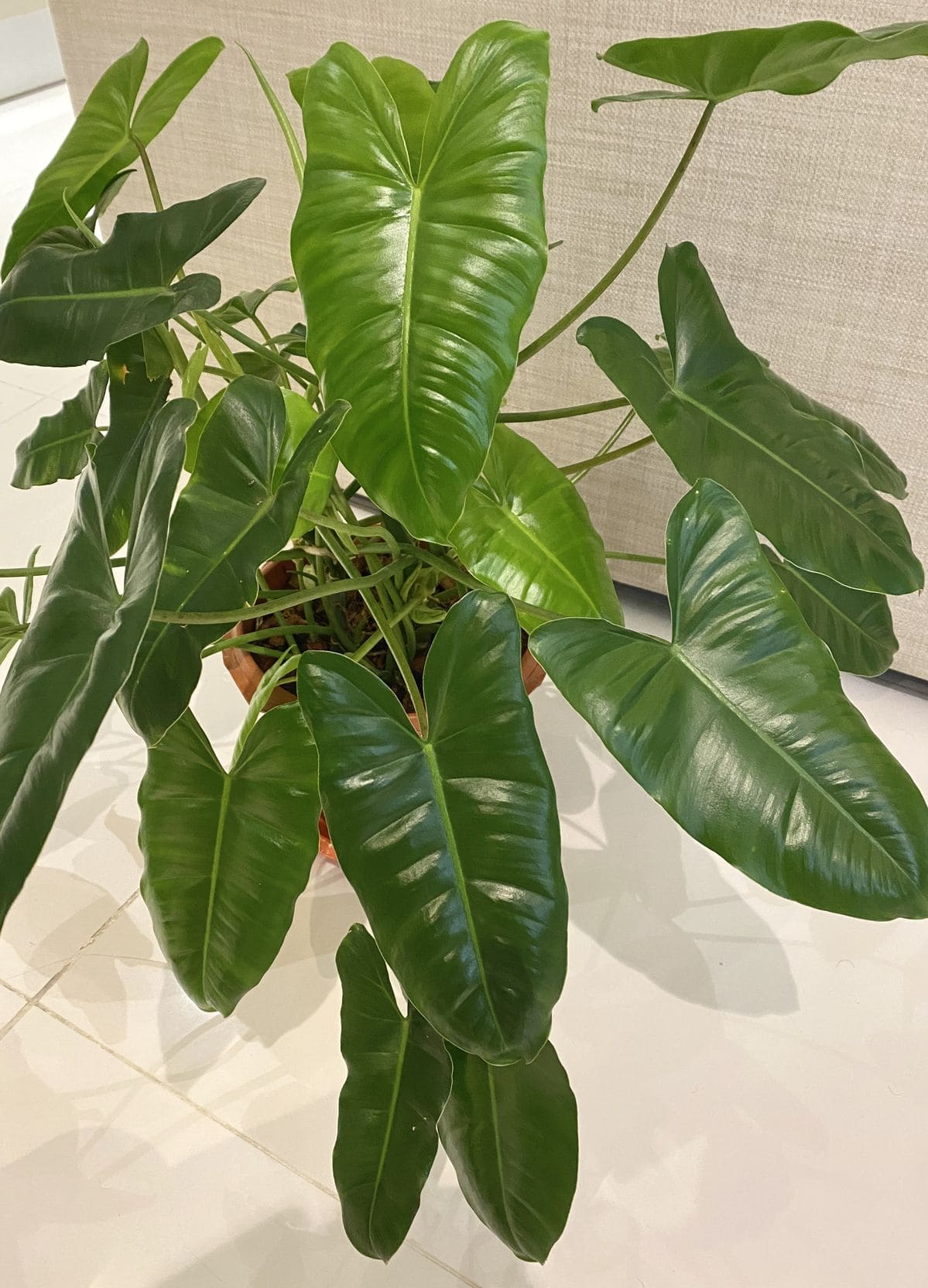 7 Tips to Grow Philodendrons with the Biggest Leaves