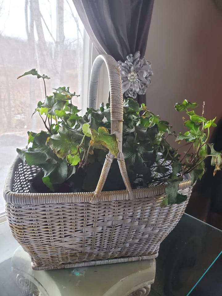 10 Mistakes to Avoid When Growing English Ivy Indoors