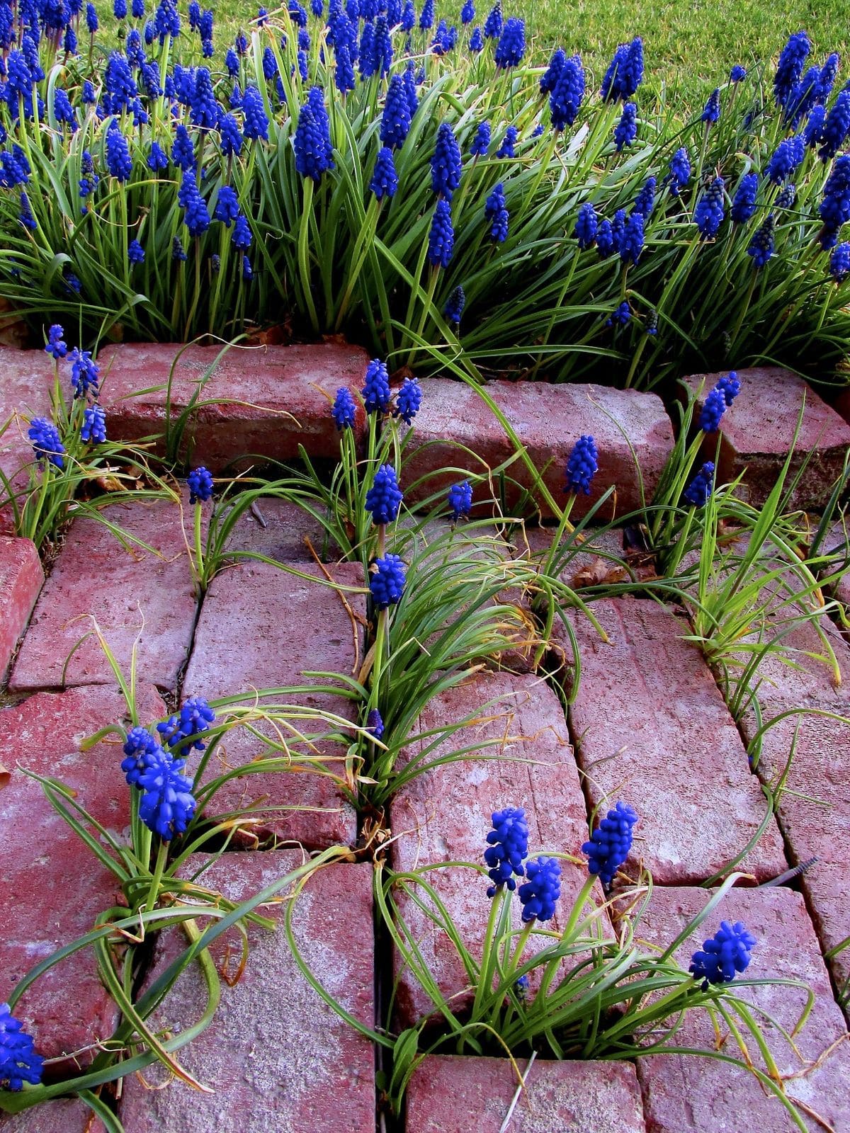 10 Best Bulbs You Can Plant in Fall