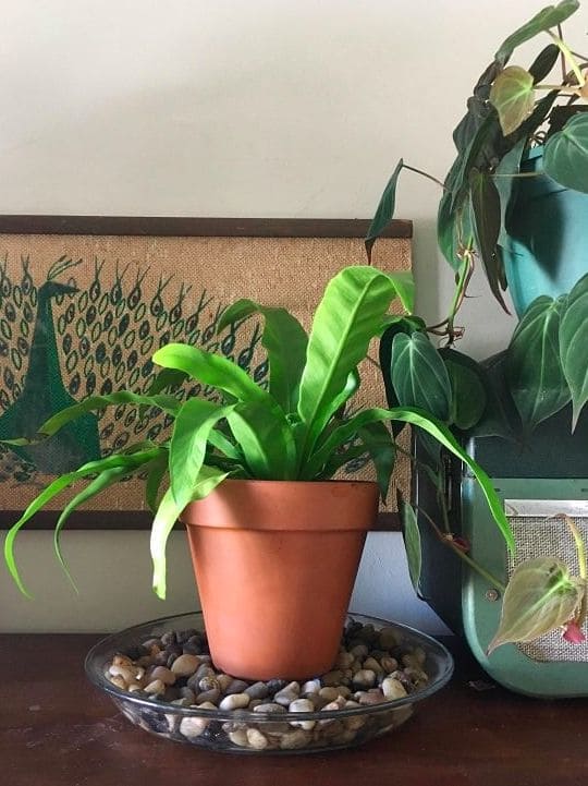 Stop Putting Saucers Under Your Planters. Here’s Why