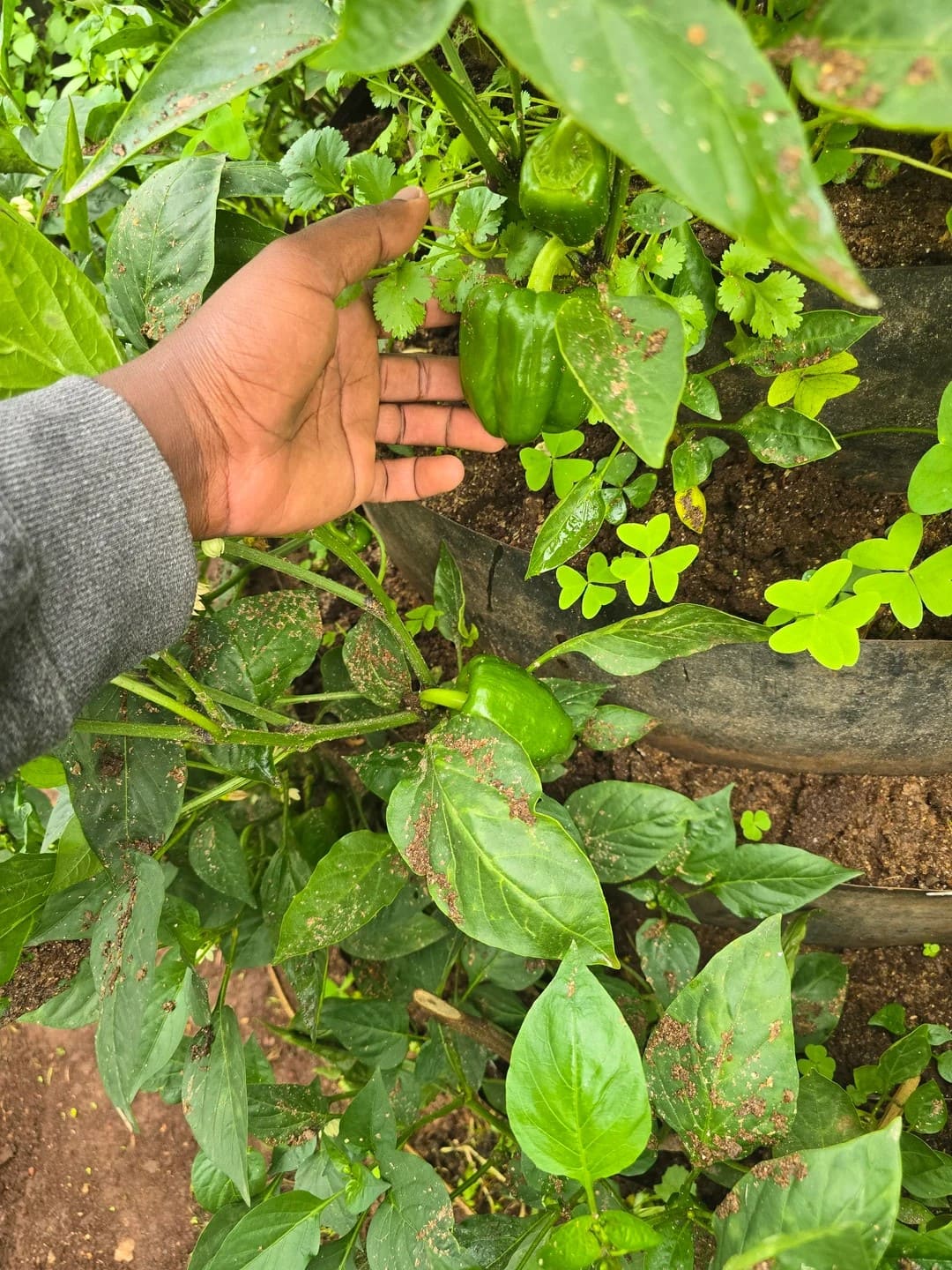 How to Build and Grow in Tiered Tire Gardens