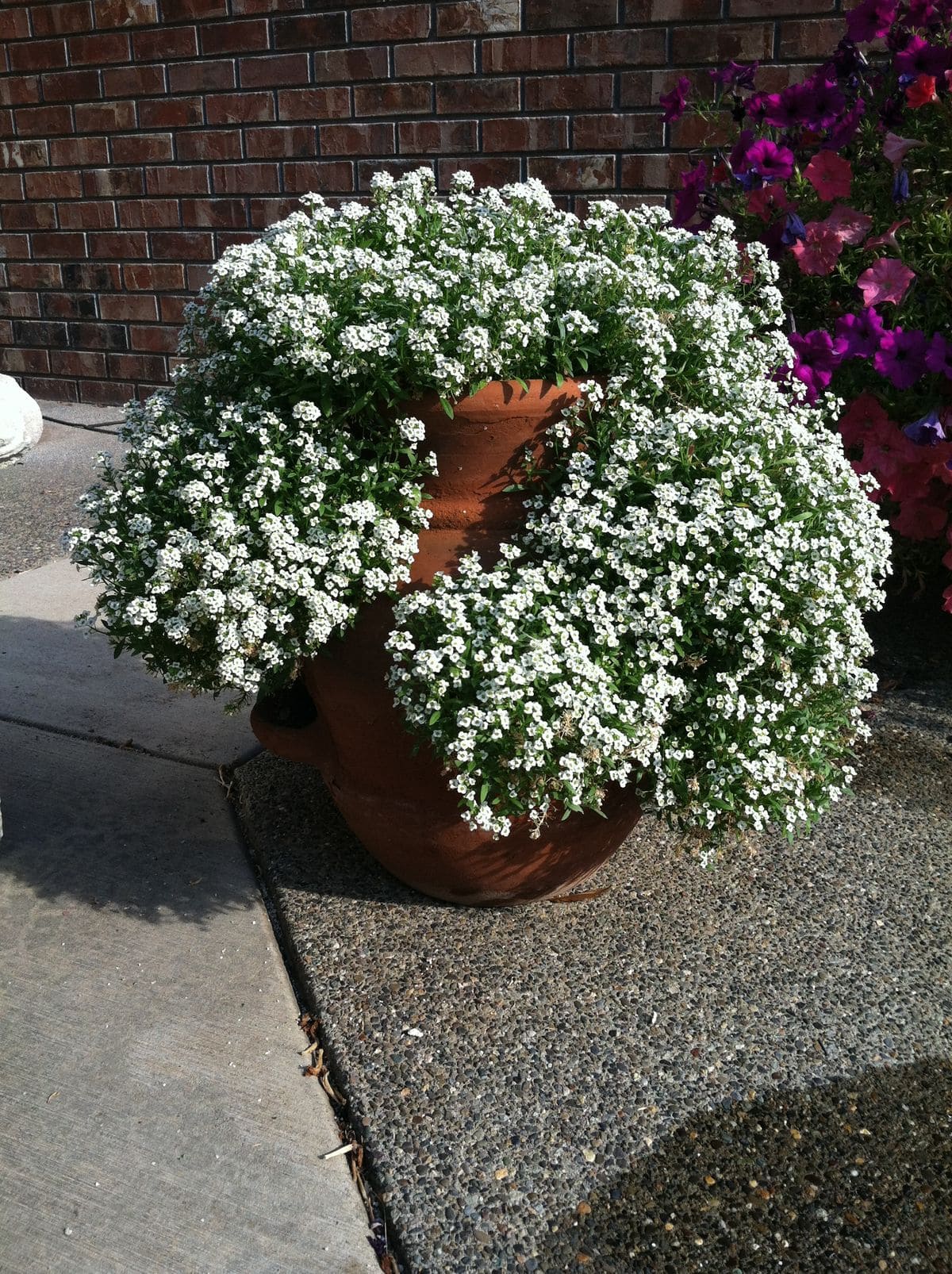 Tips to Grow Alyssum for Lush, Fragrant Blooms