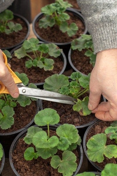 How to Propagate Geranium With 100% Success