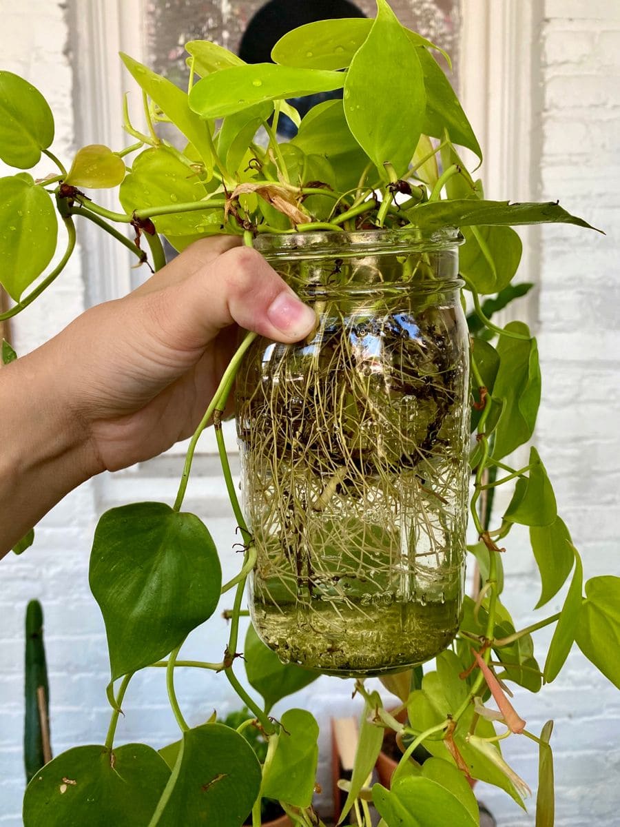 10 Plants That Grow Beautifully in Water Jars