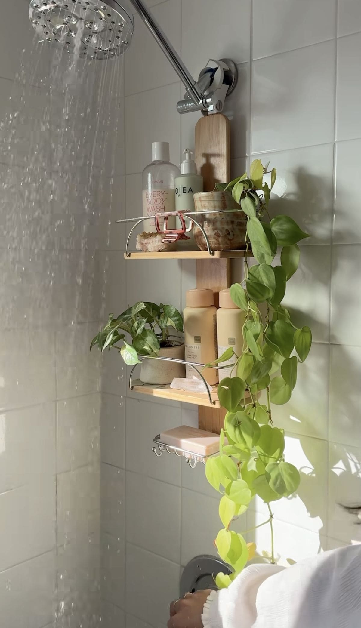 10 Plants That Love Living in a Shower Caddy
