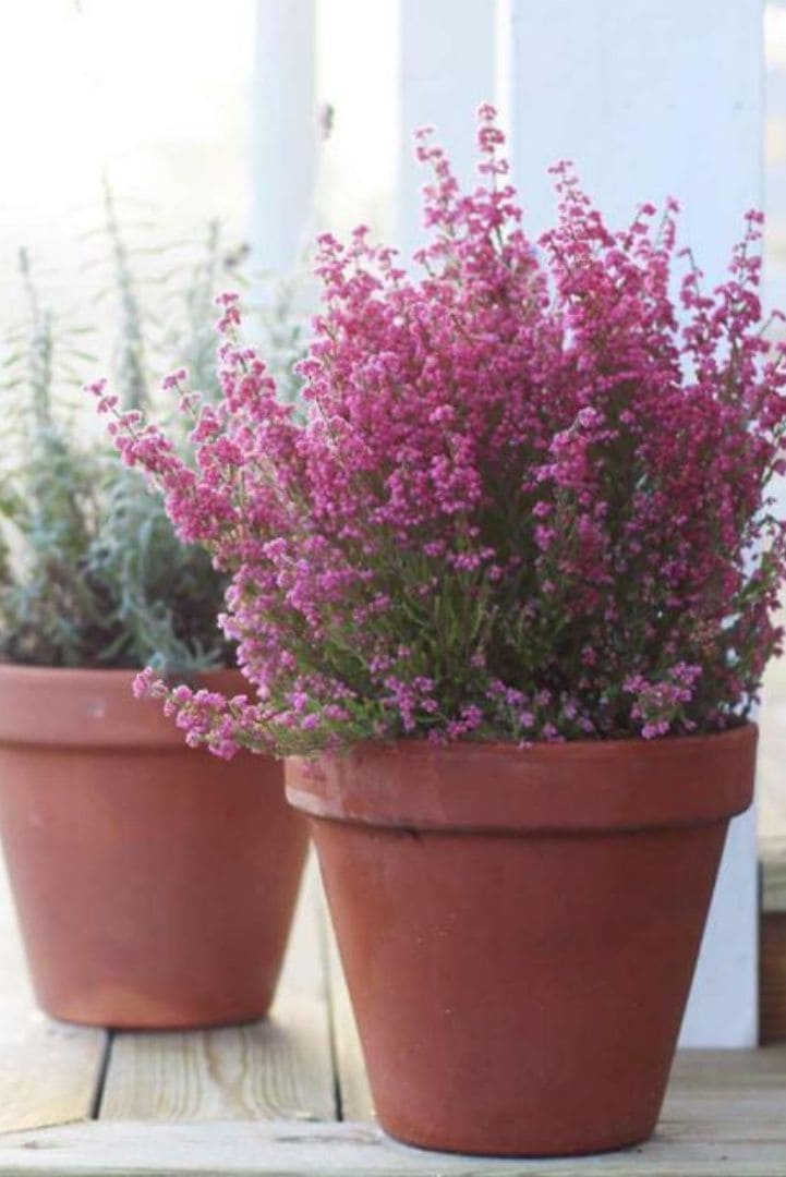 12 Stunning Winter Plants That Bloom Brightly in the Cold