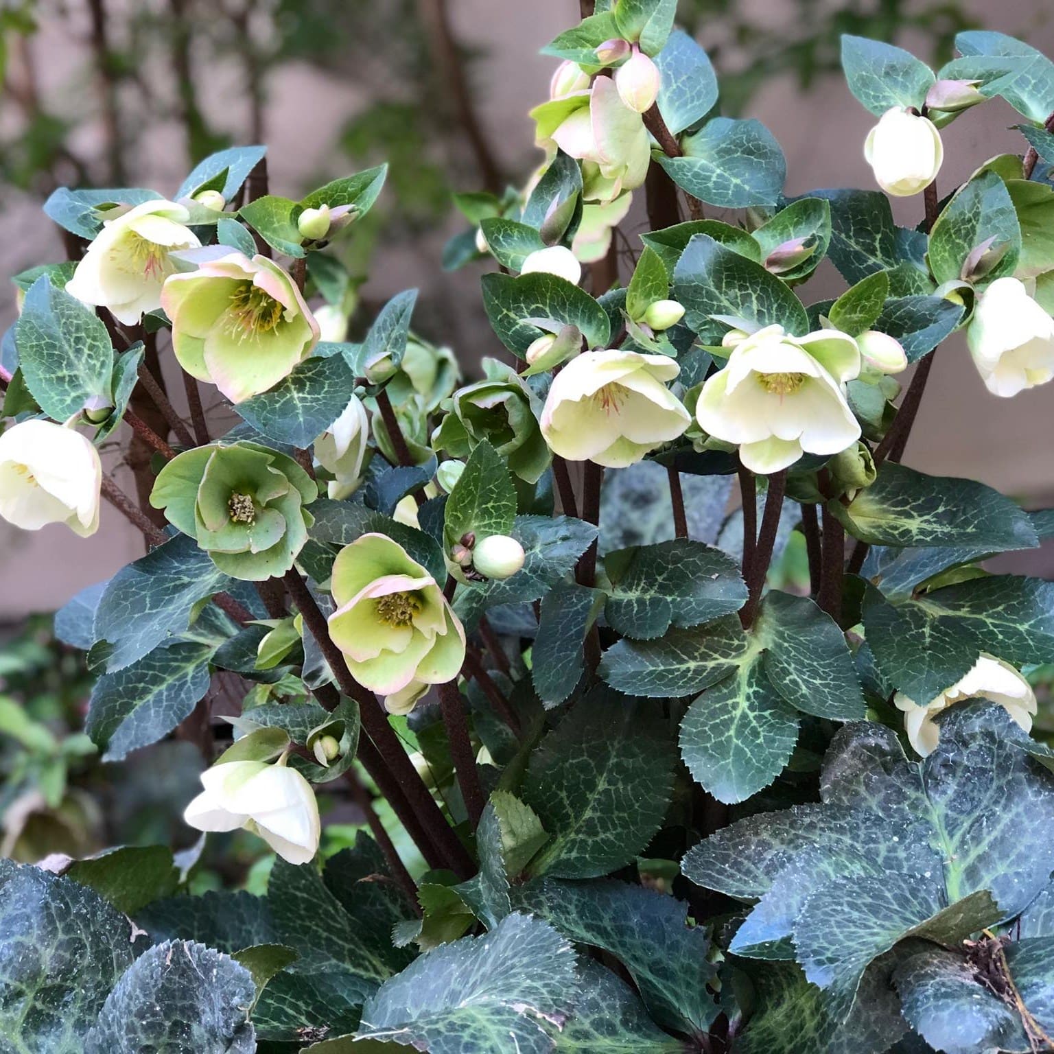 12 Stunning Winter Plants That Bloom Brightly in the Cold