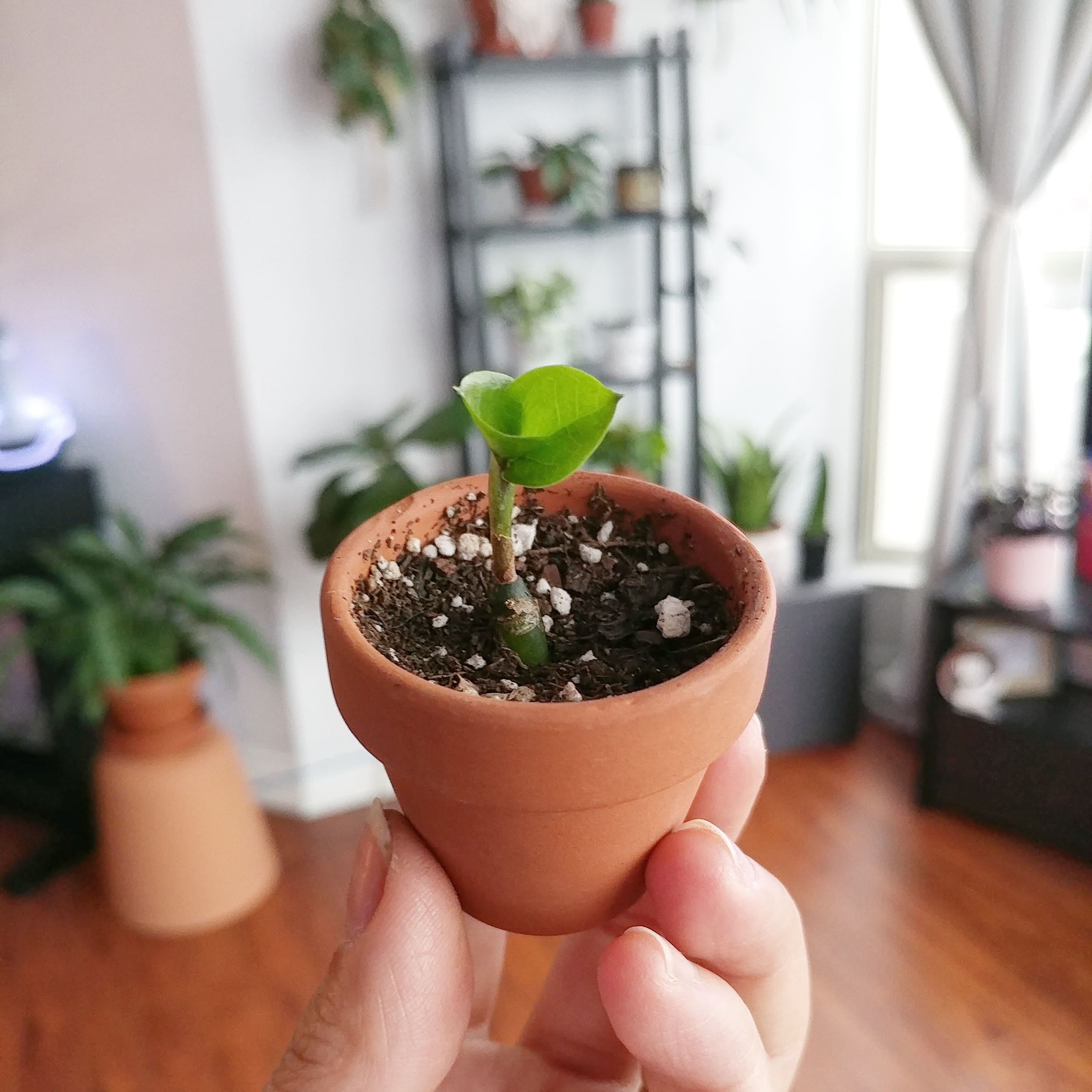 3 Easy Methods to Propagate ZZ Plants for More Green Beauty