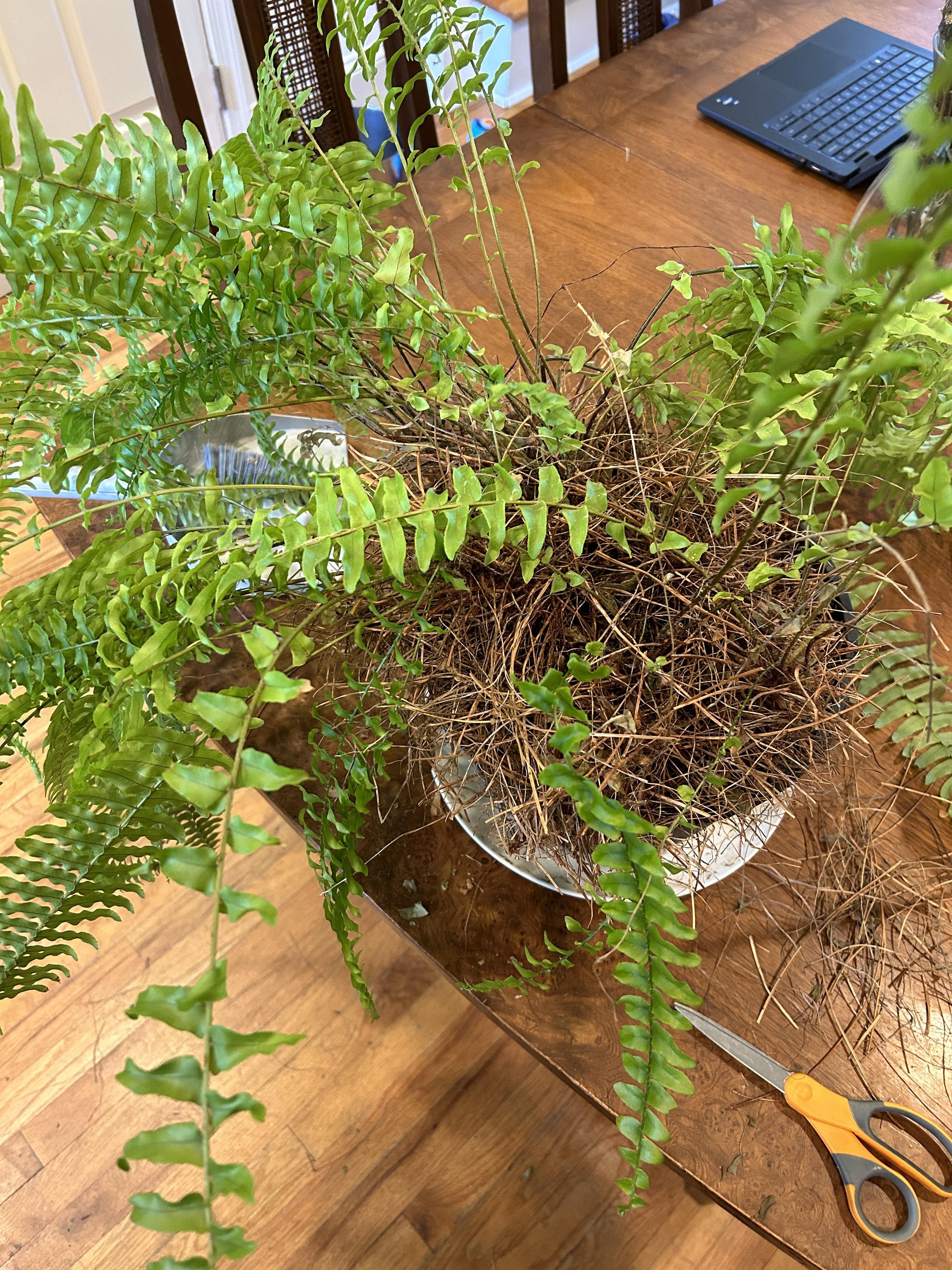 How to Overwinter Ferns and Keep Them Thriving