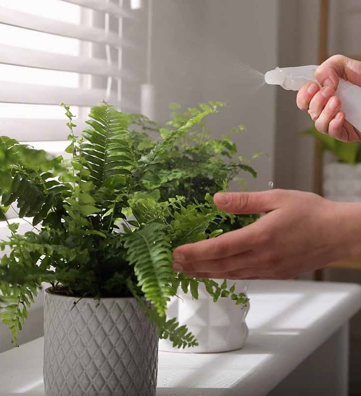 How to Overwinter Ferns and Keep Them Thriving