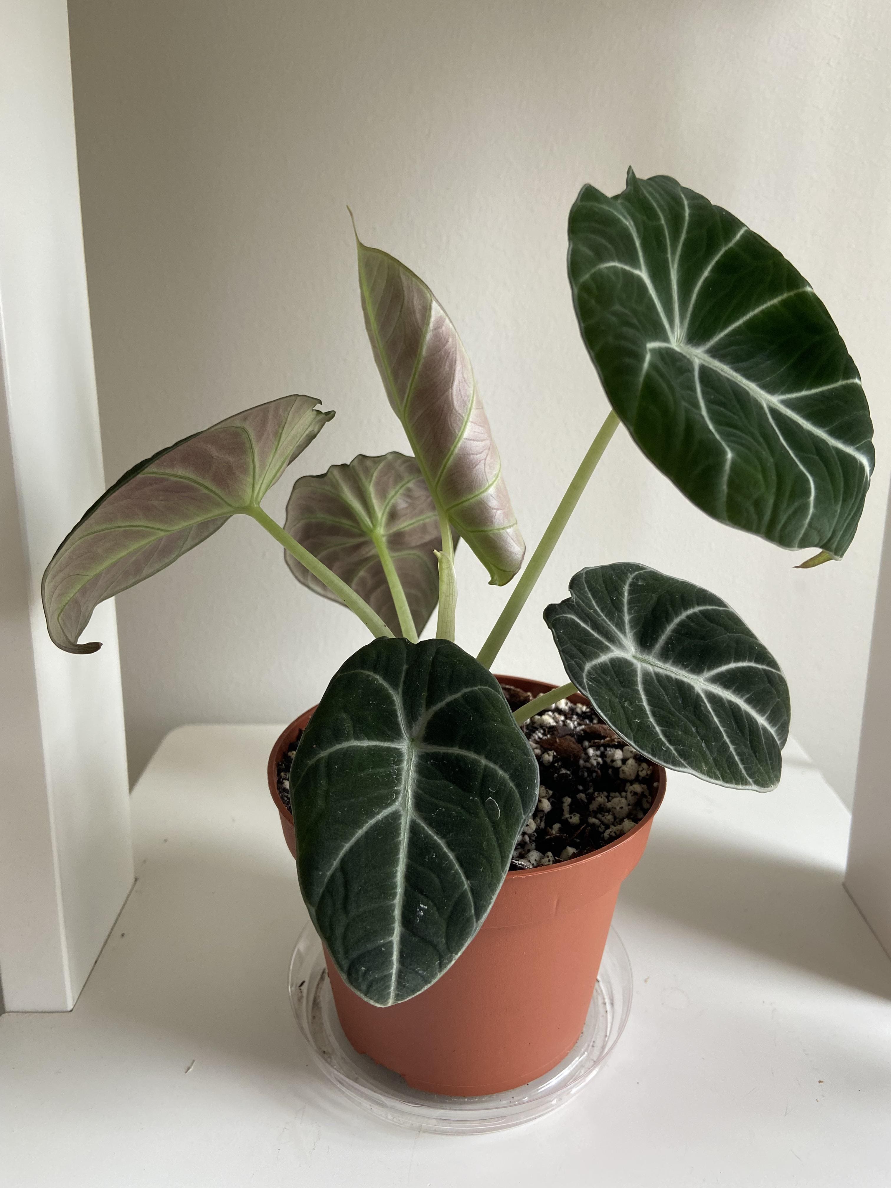 How to Keep Alocasia Green Velvet Leaves Healthy and Vibrant