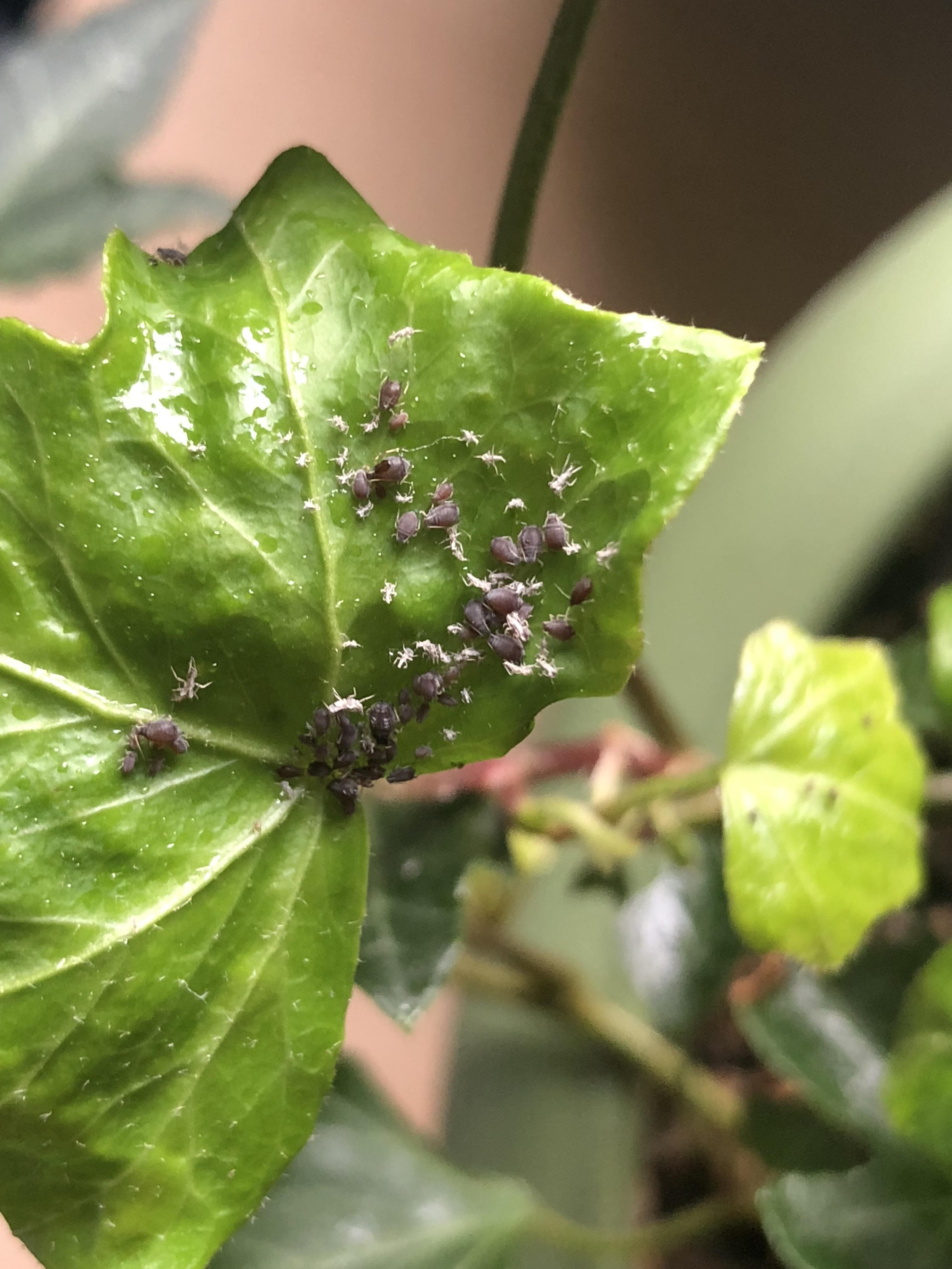 10 Mistakes to Avoid When Growing English Ivy Indoors