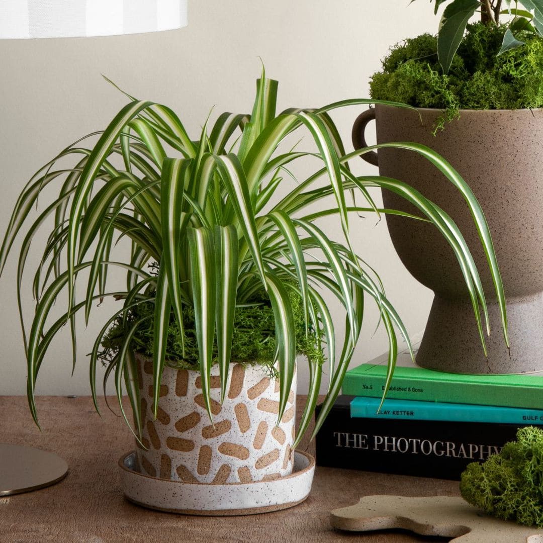 5 Reasons Spider Plants Get Brown Tips and How to Fix Them