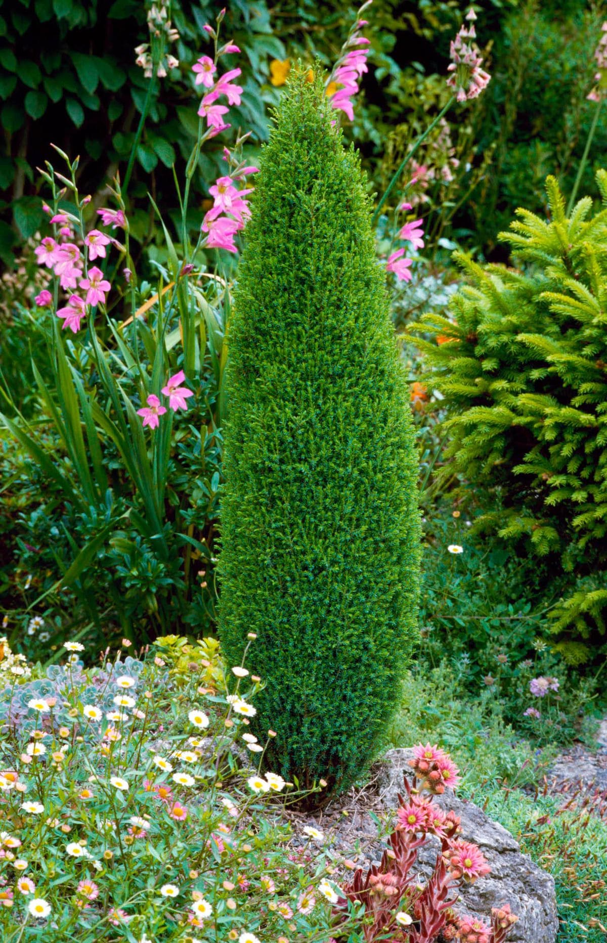 10 Evergreen Trees That Don’t Lose Their Leaves