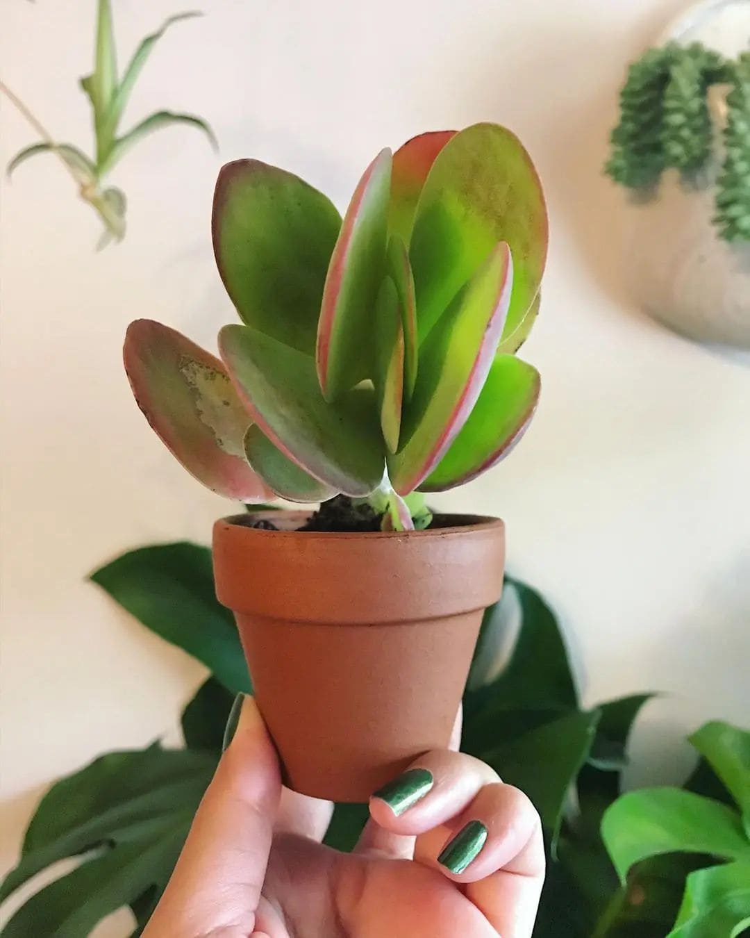 10 Stunning Indoor Plants That Change Colors