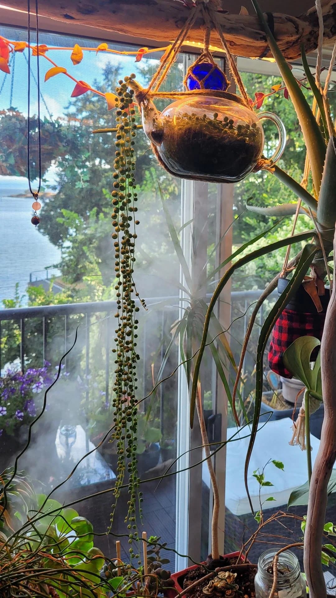 7 Proven Tricks to Make Your String of Pearls Flower