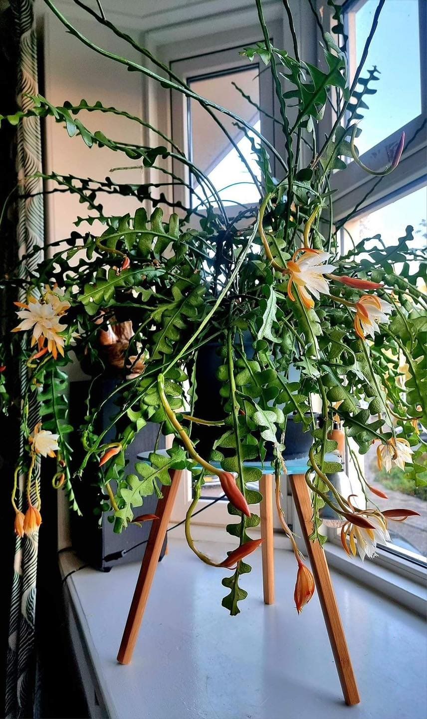 7 Tips to Get Your Fishbone Cactus to Bloom