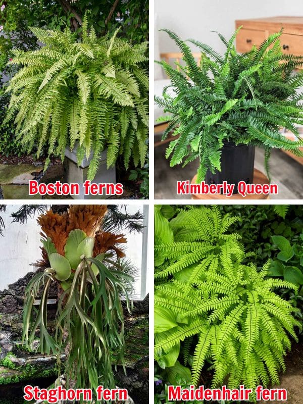 How to Overwinter Ferns and Keep Them Thriving