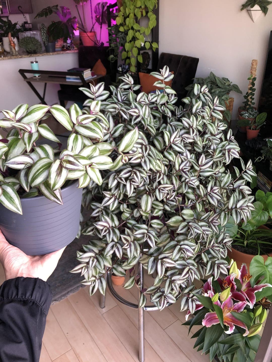 8 Secrets to Grow a Bushy Wandering Jew Plant