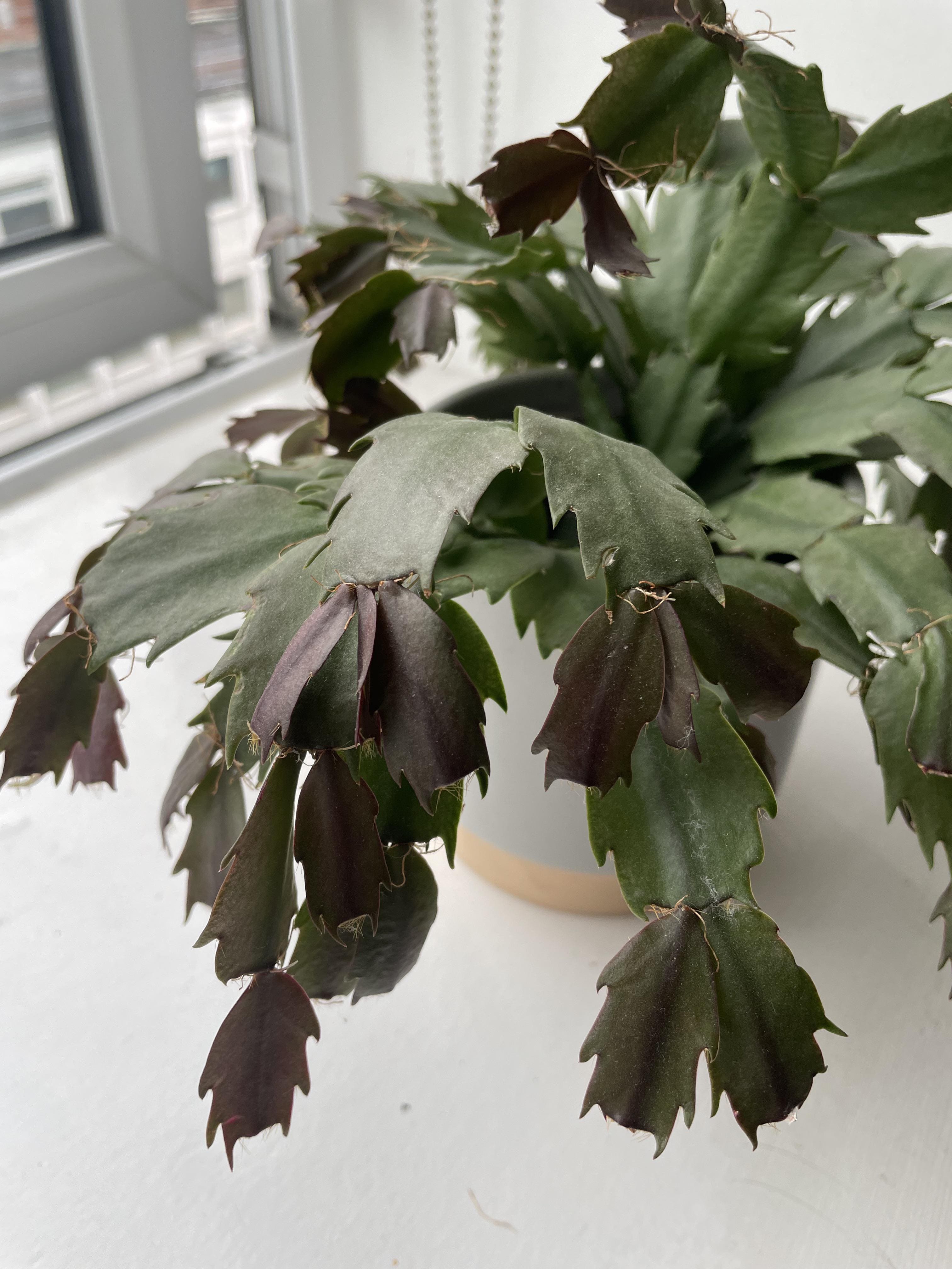 Shriveled Christmas Cactus Leaves? Here’s What’s Going On and How to Fix It