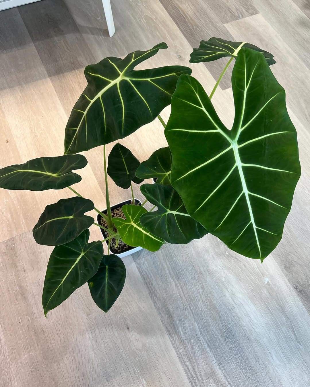 How to Keep Alocasia Green Velvet Leaves Healthy and Vibrant